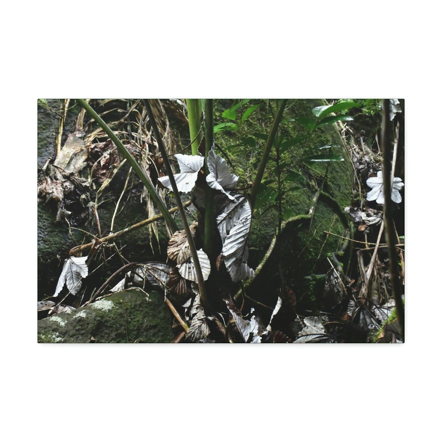 Canvas Stretched - Forest@Home - El Yunque - Recovering from Hurricane Maria - Fallen Yagrumo leaf in palm tree - Tradewinds - Green Forest Home