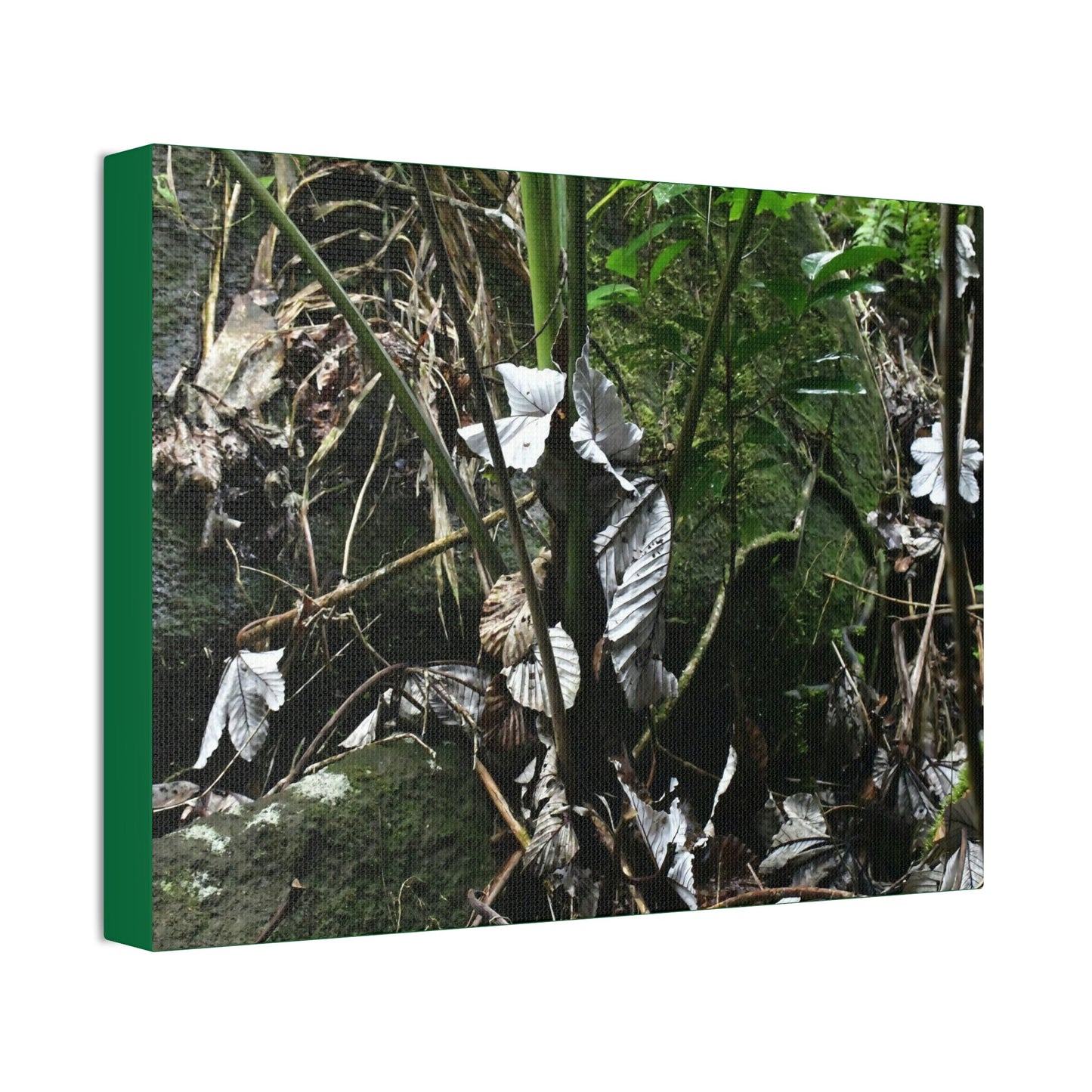 Canvas Stretched - Forest@Home - El Yunque - Recovering from Hurricane Maria - Fallen Yagrumo leaf in palm tree - Tradewinds - Green Forest Home