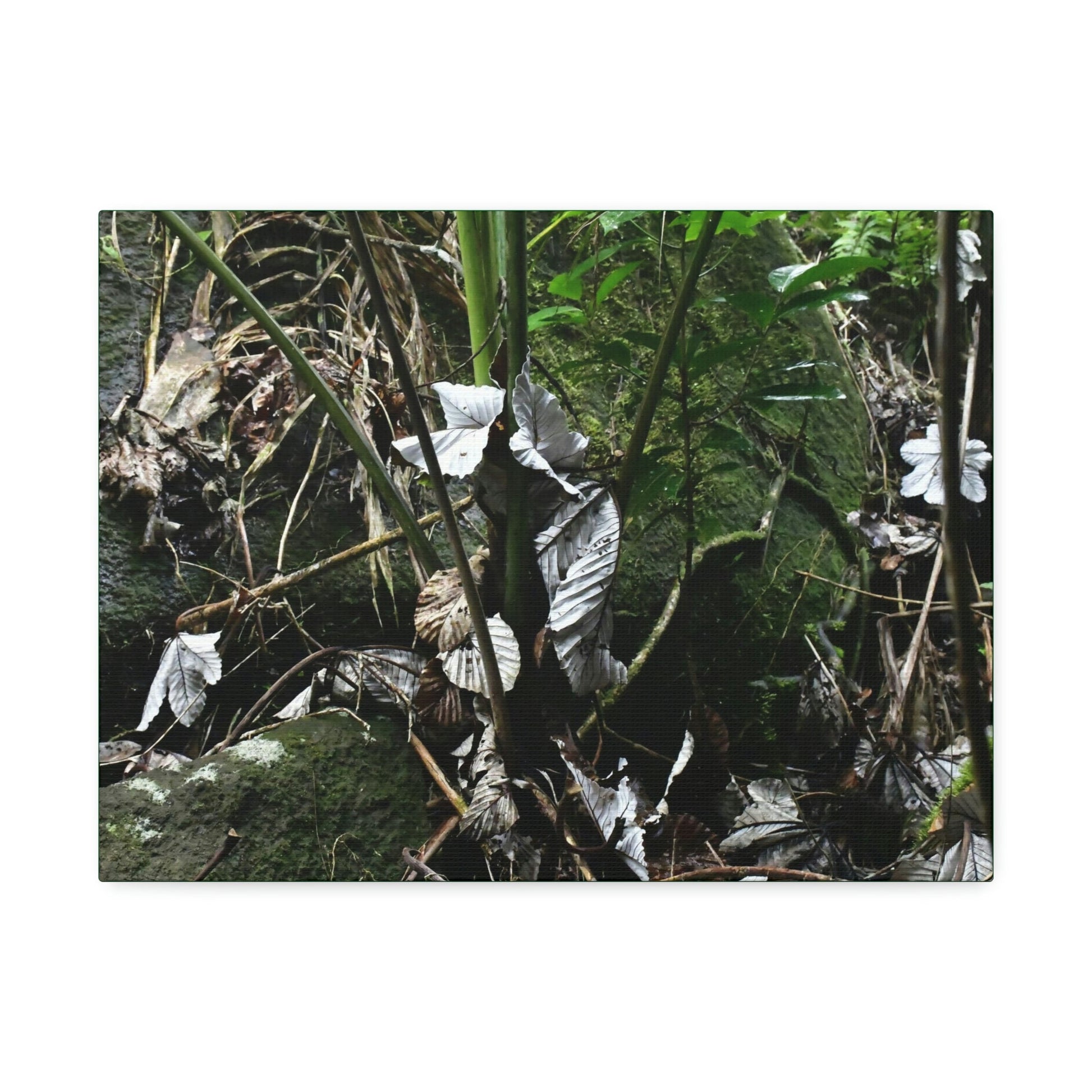 Canvas Stretched - Forest@Home - El Yunque - Recovering from Hurricane Maria - Fallen Yagrumo leaf in palm tree - Tradewinds - Green Forest Home