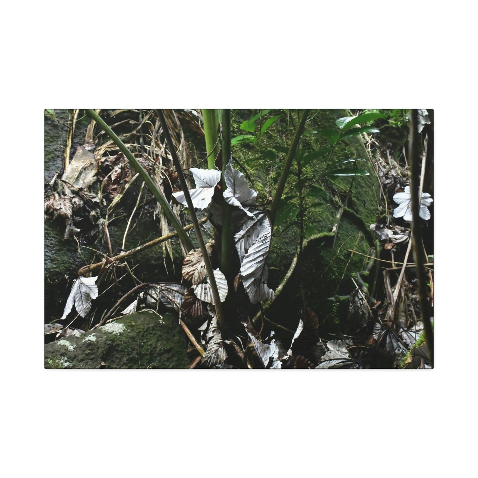 Canvas Stretched - Forest@Home - El Yunque - Recovering from Hurricane Maria - Fallen Yagrumo leaf in palm tree - Tradewinds - Green Forest Home