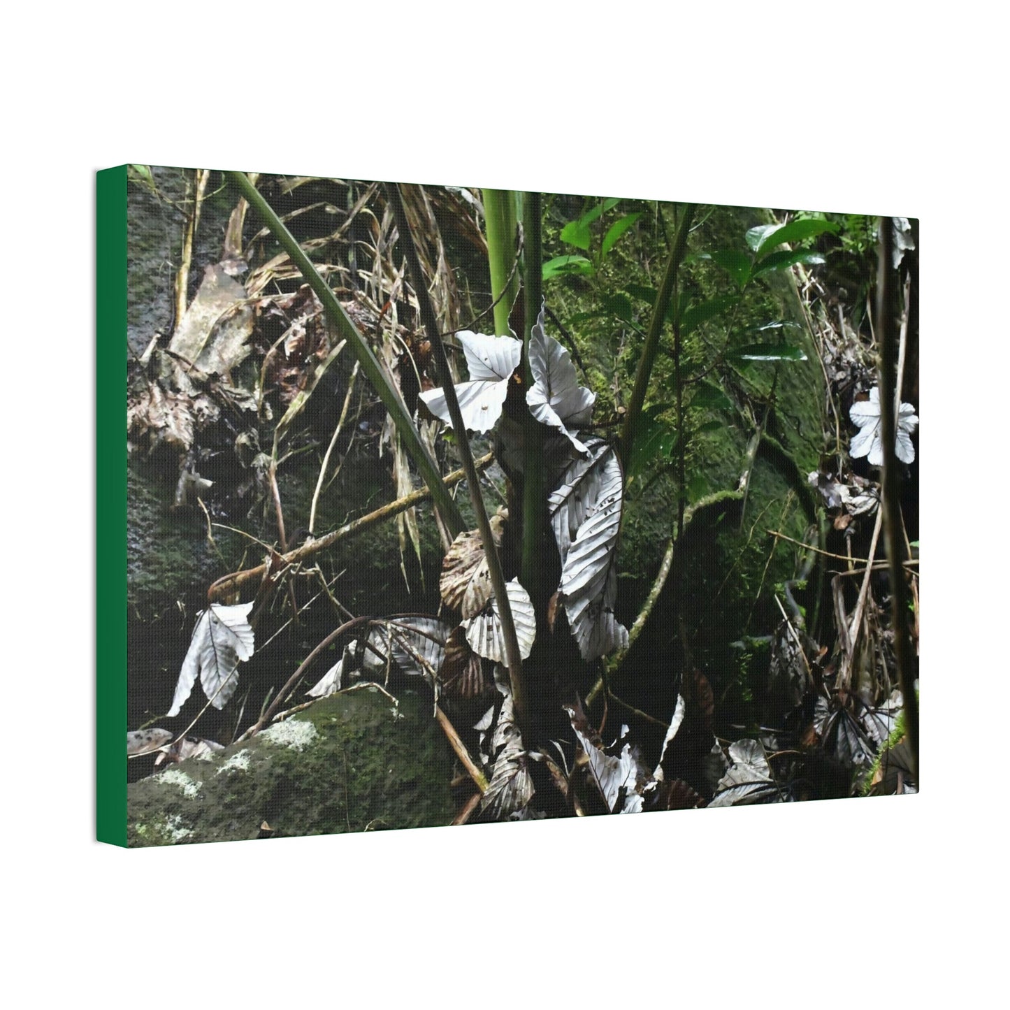 Canvas Stretched - Forest@Home - El Yunque - Recovering from Hurricane Maria - Fallen Yagrumo leaf in palm tree - Tradewinds - Green Forest Home