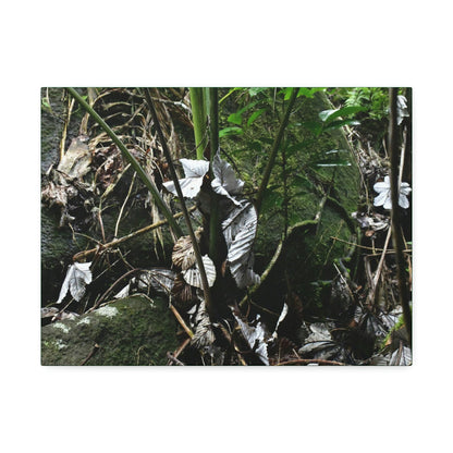 Canvas Stretched - Forest@Home - El Yunque - Recovering from Hurricane Maria - Fallen Yagrumo leaf in palm tree - Tradewinds - Green Forest Home