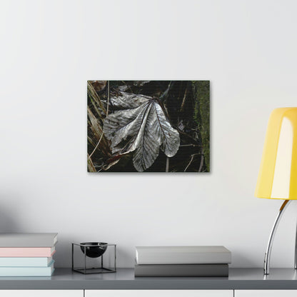 Canvas Stretched - Forest@Home - El Yunque - Recovering from Hurricane Maria - Fallen Yagrumo leaf in Tradewinds - Green Forest Home