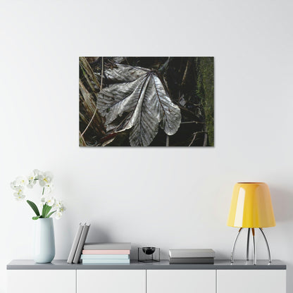 Canvas Stretched - Forest@Home - El Yunque - Recovering from Hurricane Maria - Fallen Yagrumo leaf in Tradewinds - Green Forest Home