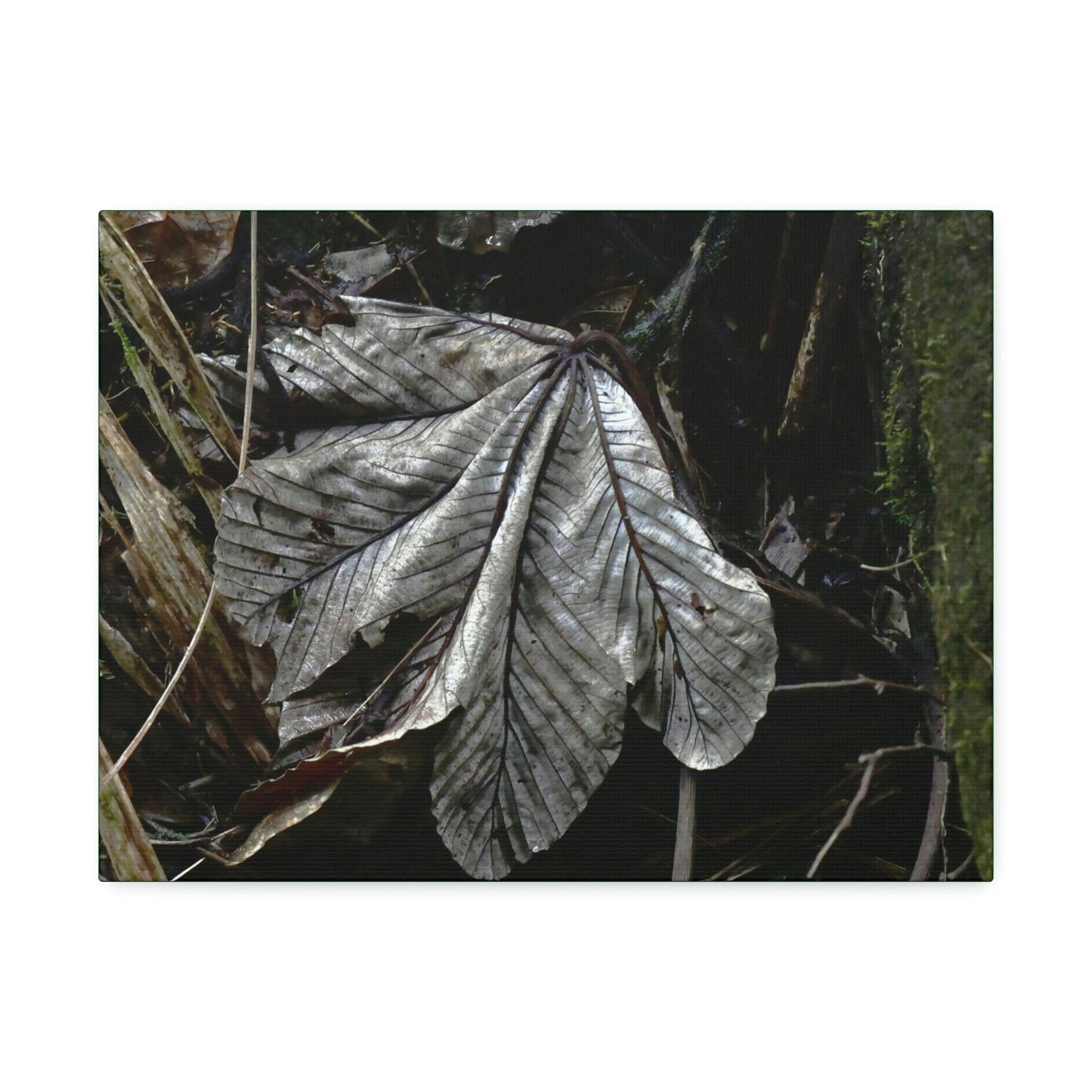 Canvas Stretched - Forest@Home - El Yunque - Recovering from Hurricane Maria - Fallen Yagrumo leaf in Tradewinds - Green Forest Home