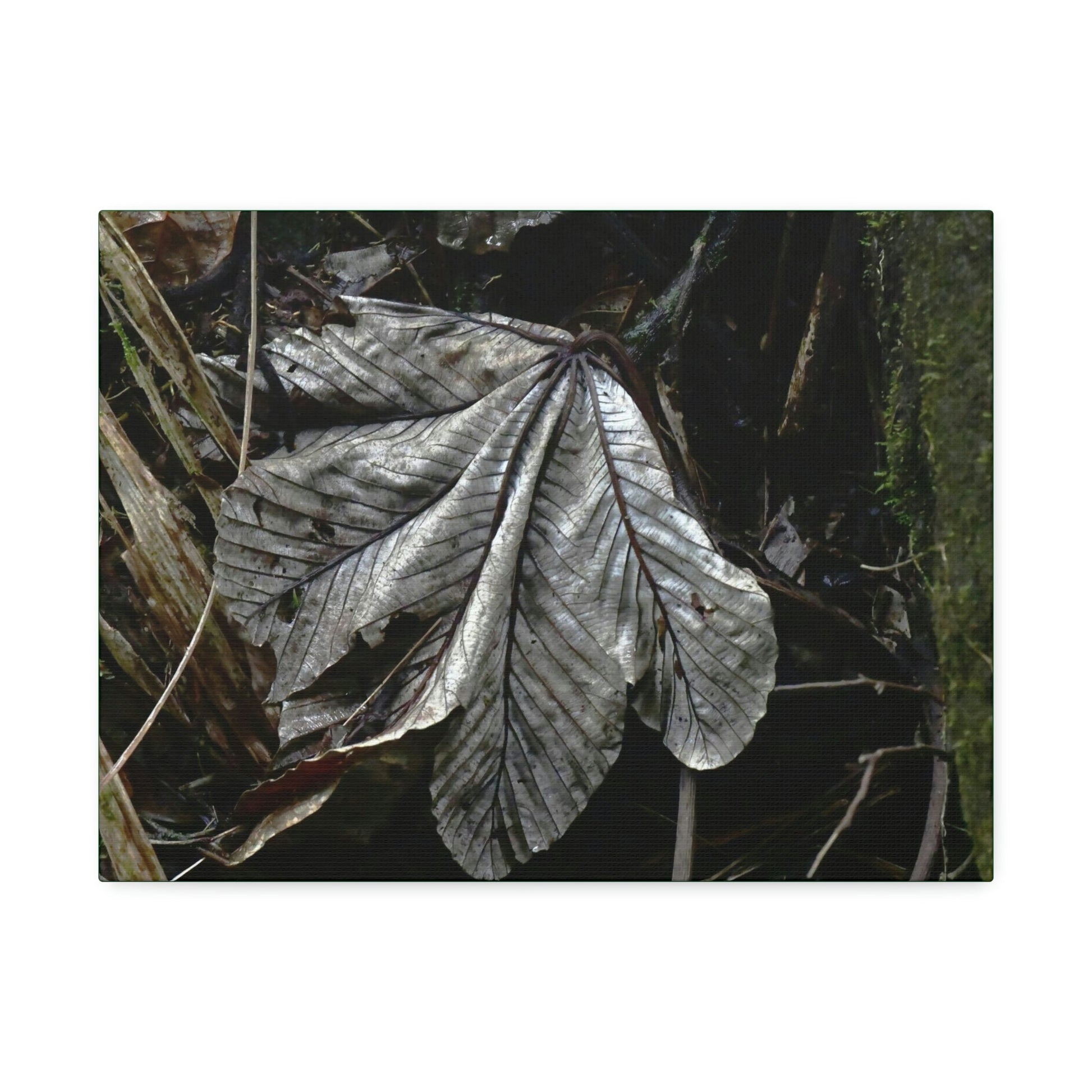Canvas Stretched - Forest@Home - El Yunque - Recovering from Hurricane Maria - Fallen Yagrumo leaf in Tradewinds - Green Forest Home
