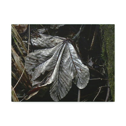 Canvas Stretched - Forest@Home - El Yunque - Recovering from Hurricane Maria - Fallen Yagrumo leaf in Tradewinds - Green Forest Home