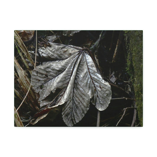 Canvas Stretched - Forest@Home - El Yunque - Recovering from Hurricane Maria - Fallen Yagrumo leaf in Tradewinds - Green Forest Home
