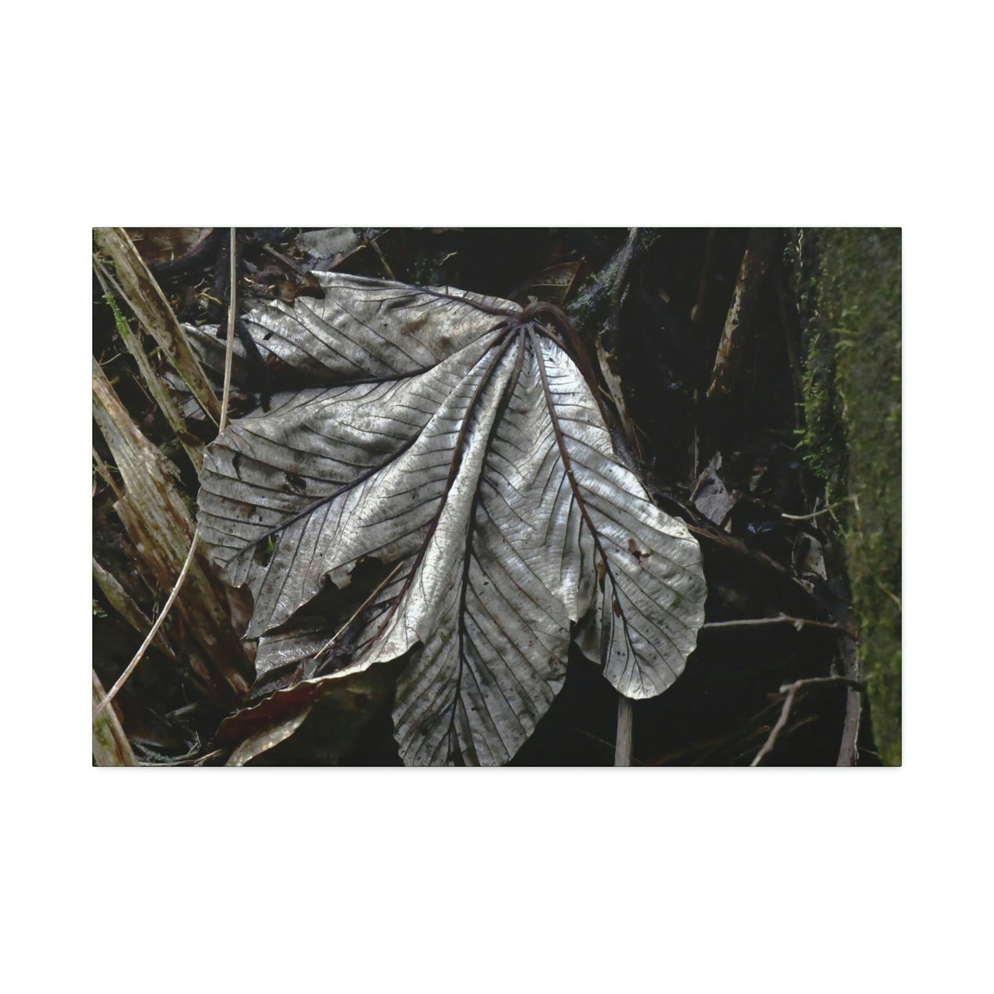 Canvas Stretched - Forest@Home - El Yunque - Recovering from Hurricane Maria - Fallen Yagrumo leaf in Tradewinds - Green Forest Home