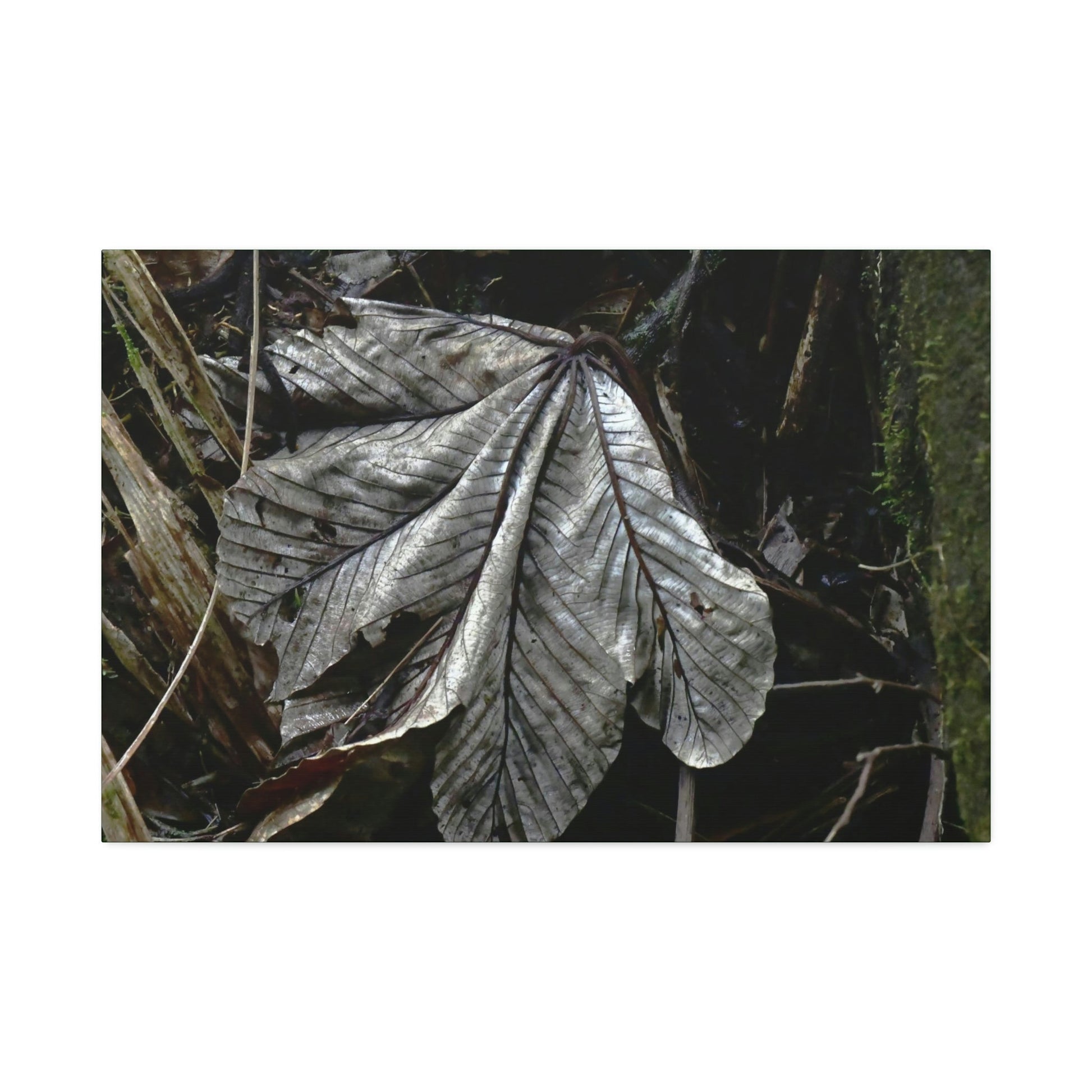 Canvas Stretched - Forest@Home - El Yunque - Recovering from Hurricane Maria - Fallen Yagrumo leaf in Tradewinds - Green Forest Home