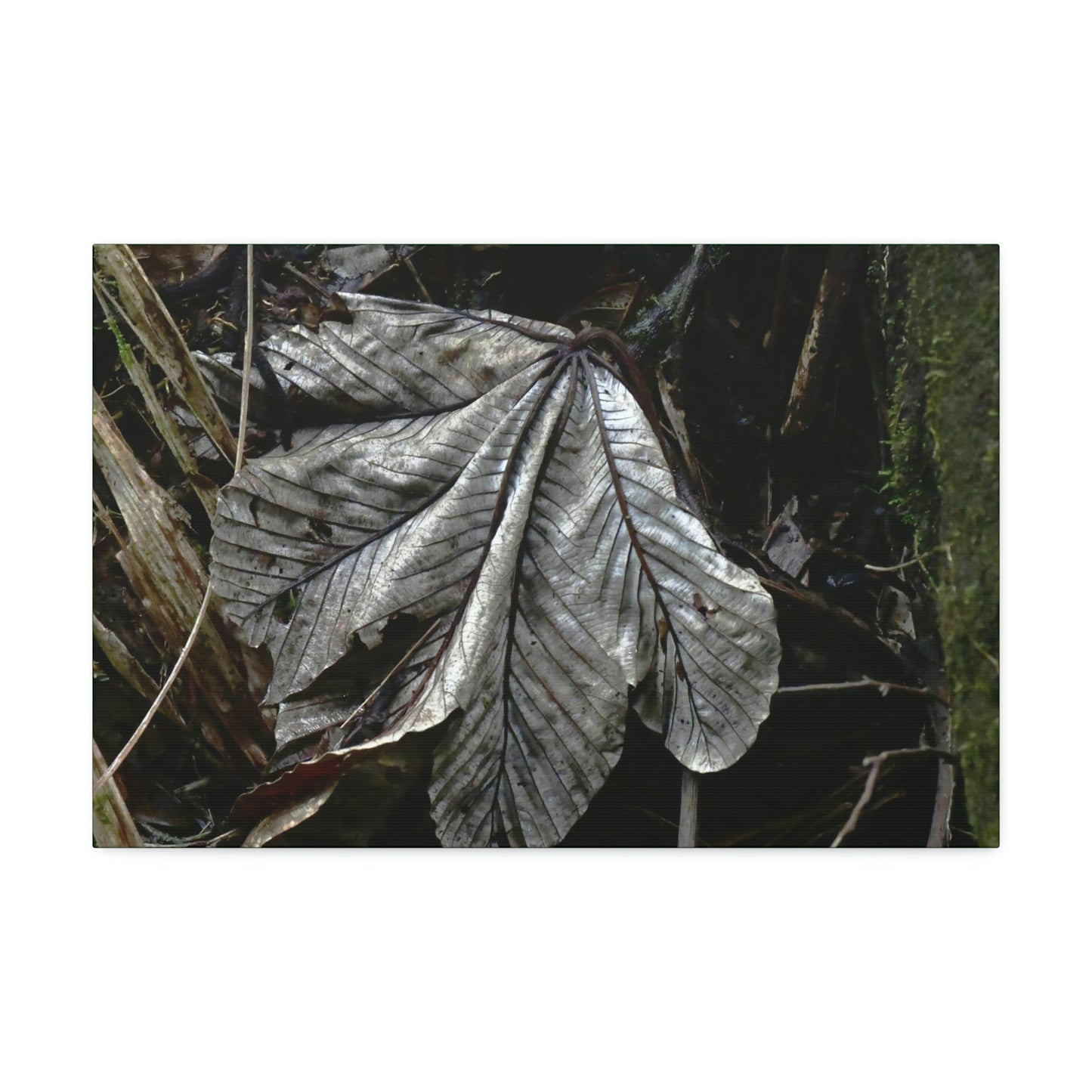 Canvas Stretched - Forest@Home - El Yunque - Recovering from Hurricane Maria - Fallen Yagrumo leaf in Tradewinds - Green Forest Home