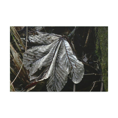 Canvas Stretched - Forest@Home - El Yunque - Recovering from Hurricane Maria - Fallen Yagrumo leaf in Tradewinds - Green Forest Home