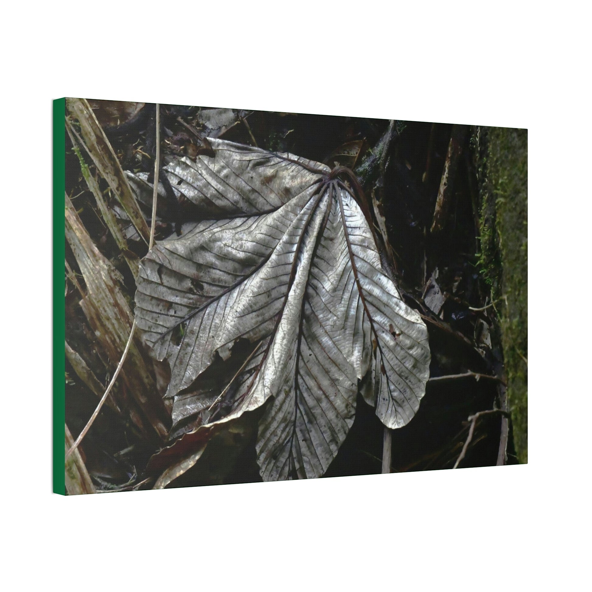 Canvas Stretched - Forest@Home - El Yunque - Recovering from Hurricane Maria - Fallen Yagrumo leaf in Tradewinds - Green Forest Home