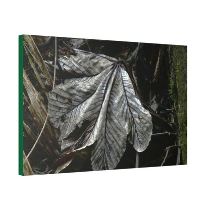 Canvas Stretched - Forest@Home - El Yunque - Recovering from Hurricane Maria - Fallen Yagrumo leaf in Tradewinds - Green Forest Home