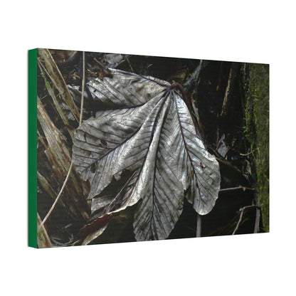 Canvas Stretched - Forest@Home - El Yunque - Recovering from Hurricane Maria - Fallen Yagrumo leaf in Tradewinds - Green Forest Home