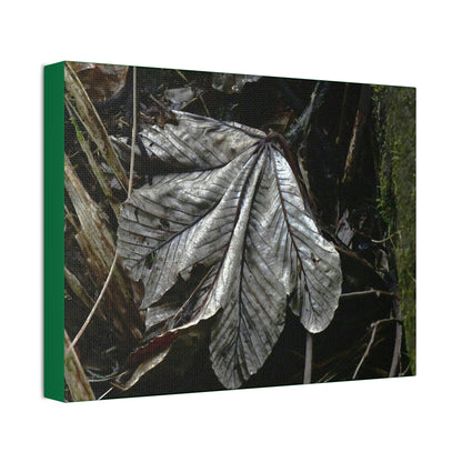 Canvas Stretched - Forest@Home - El Yunque - Recovering from Hurricane Maria - Fallen Yagrumo leaf in Tradewinds - Green Forest Home