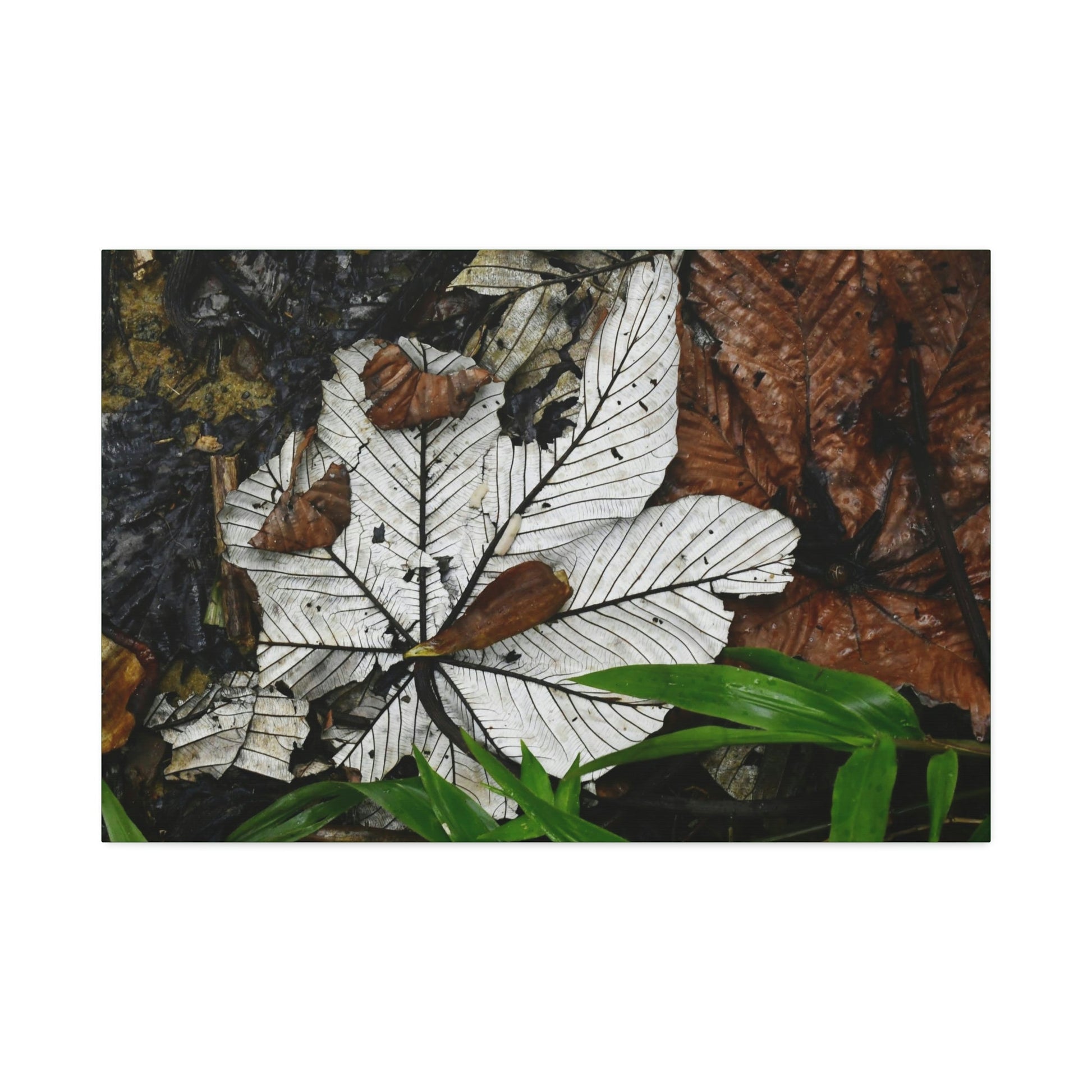 Canvas Stretched - Forest@Home - El Yunque - Recovering from Hurricane Maria - Fallen Yagrumo leafs - their two sides - Tradewinds - Green Forest Home