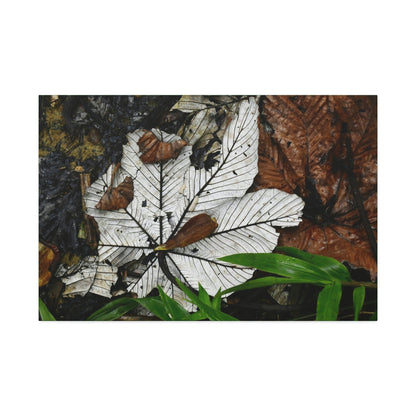 Canvas Stretched - Forest@Home - El Yunque - Recovering from Hurricane Maria - Fallen Yagrumo leafs - their two sides - Tradewinds - Green Forest Home