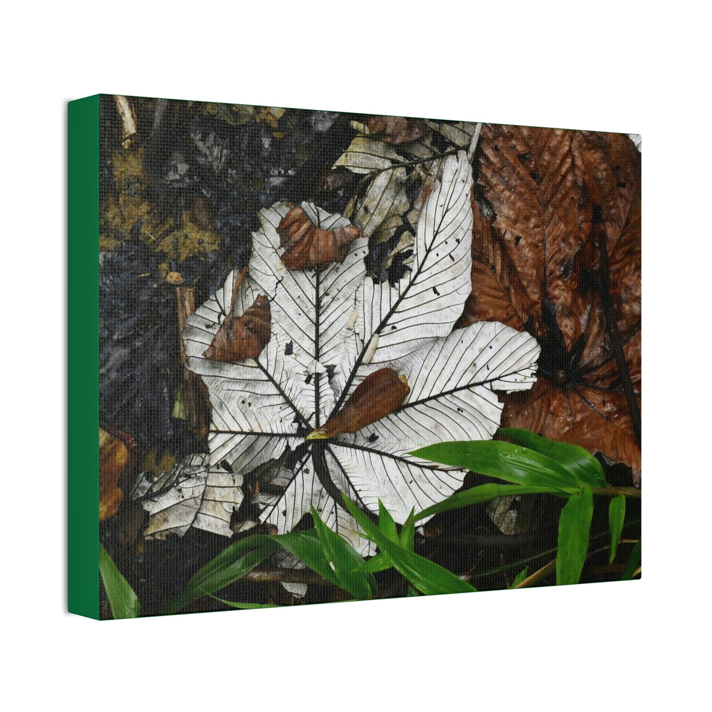 Canvas Stretched - Forest@Home - El Yunque - Recovering from Hurricane Maria - Fallen Yagrumo leafs - their two sides - Tradewinds - Green Forest Home