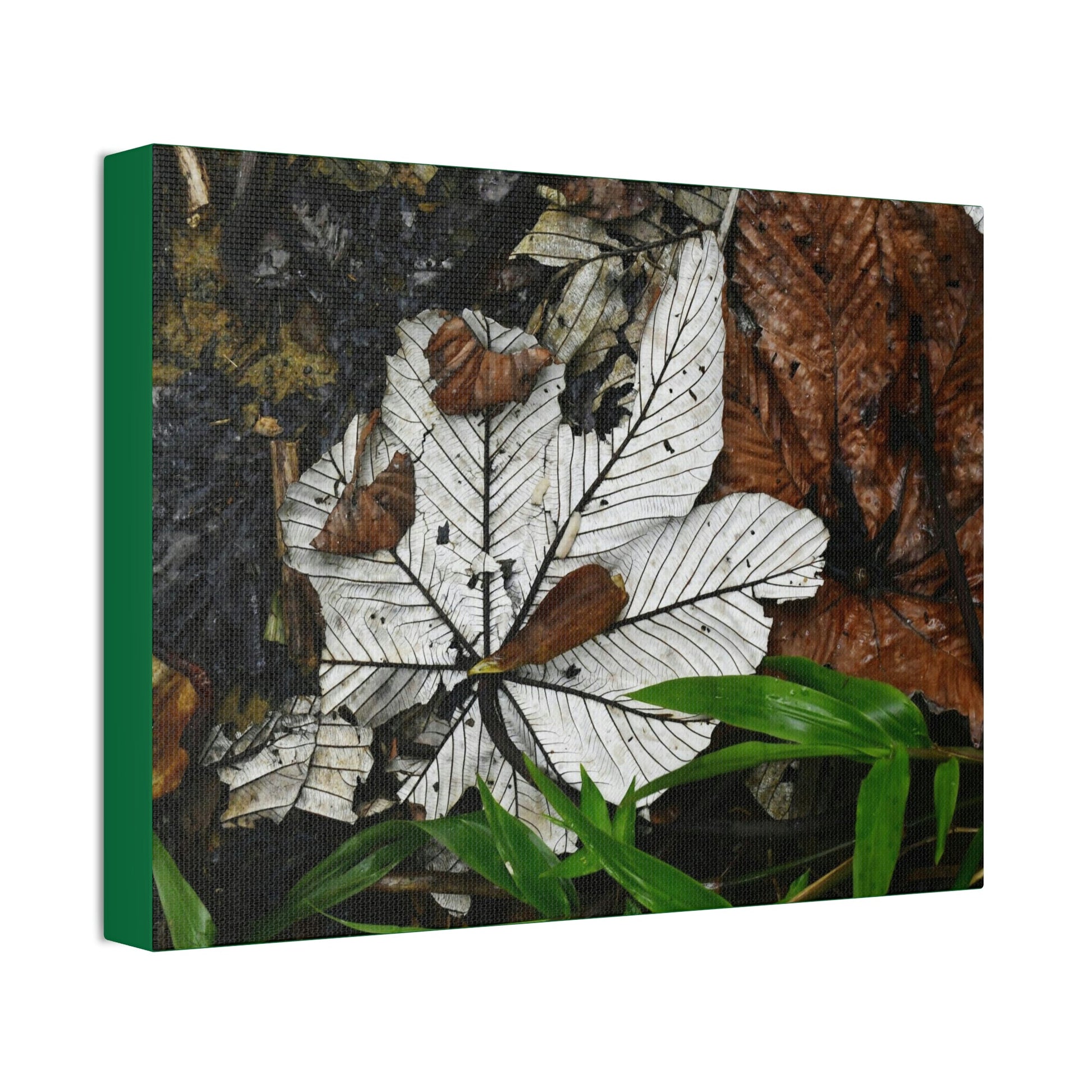 Canvas Stretched - Forest@Home - El Yunque - Recovering from Hurricane Maria - Fallen Yagrumo leafs - their two sides - Tradewinds - Green Forest Home