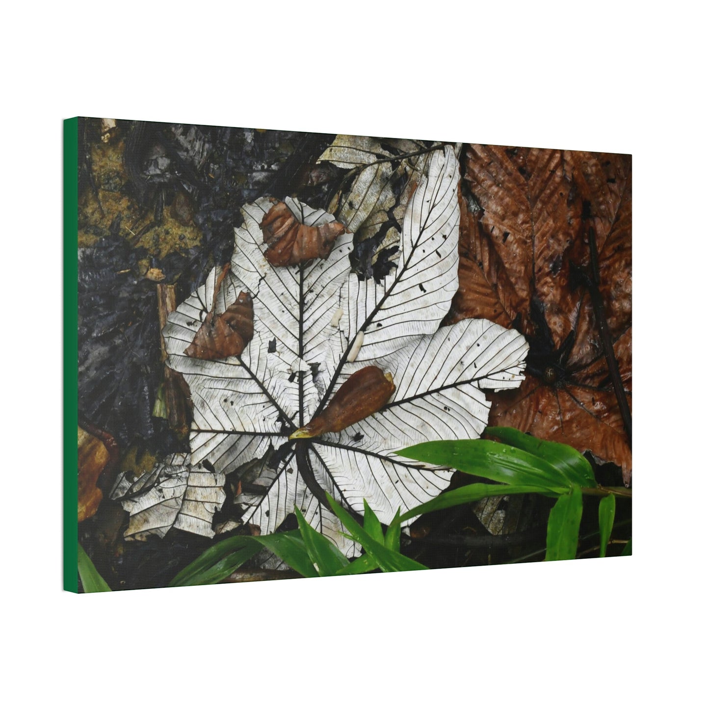 Canvas Stretched - Forest@Home - El Yunque - Recovering from Hurricane Maria - Fallen Yagrumo leafs - their two sides - Tradewinds - Green Forest Home