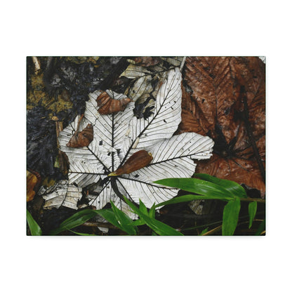 Canvas Stretched - Forest@Home - El Yunque - Recovering from Hurricane Maria - Fallen Yagrumo leafs - their two sides - Tradewinds - Green Forest Home