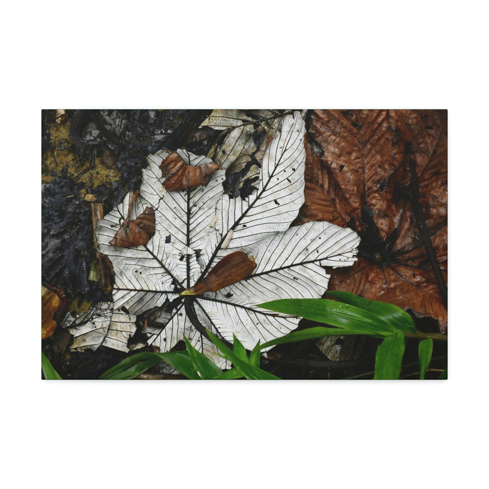 Canvas Stretched - Forest@Home - El Yunque - Recovering from Hurricane Maria - Fallen Yagrumo leafs - their two sides - Tradewinds - Green Forest Home