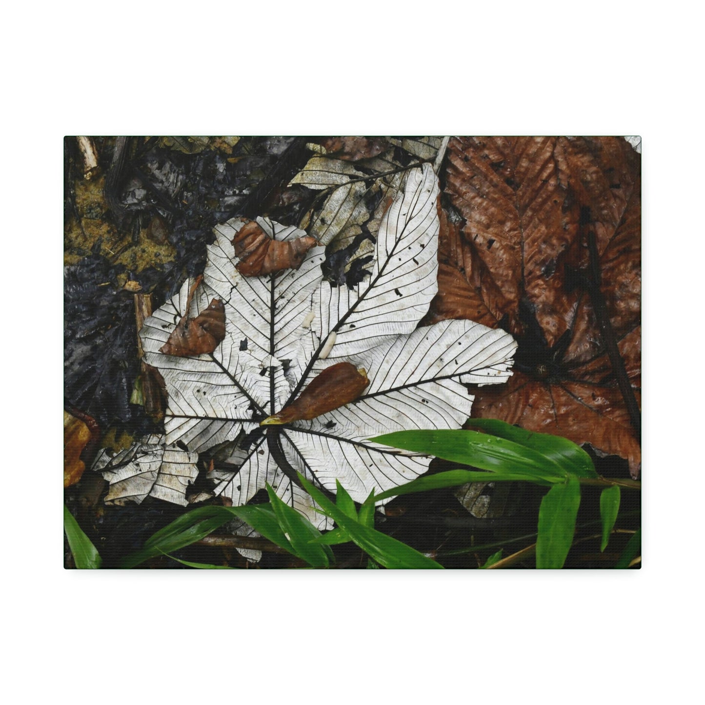 Canvas Stretched - Forest@Home - El Yunque - Recovering from Hurricane Maria - Fallen Yagrumo leafs - their two sides - Tradewinds - Green Forest Home
