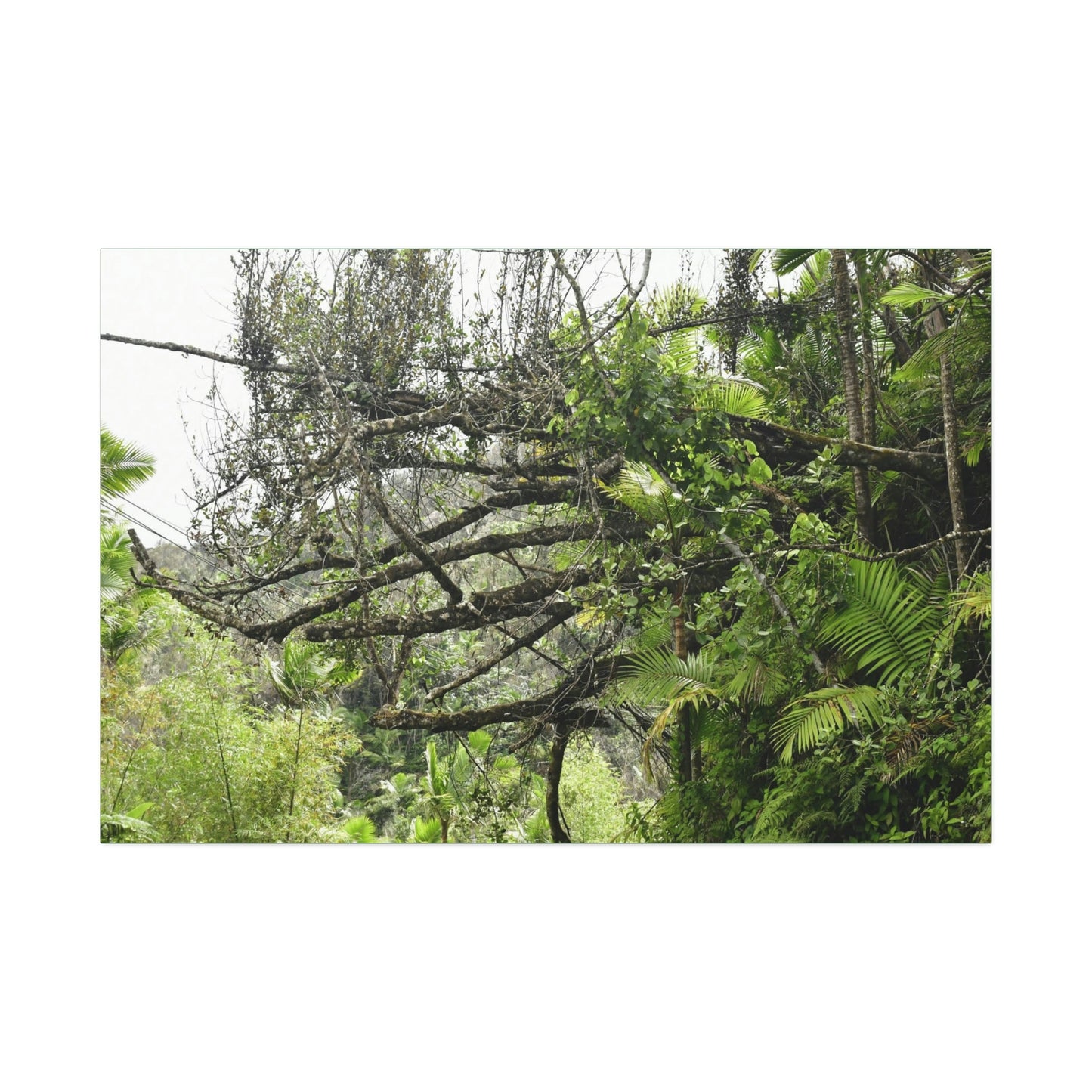 Canvas Stretched - Forest@Home - El Yunque - Recovering from Hurricane Maria - PR 191 large fallen tree near the main road - Green Forest Home