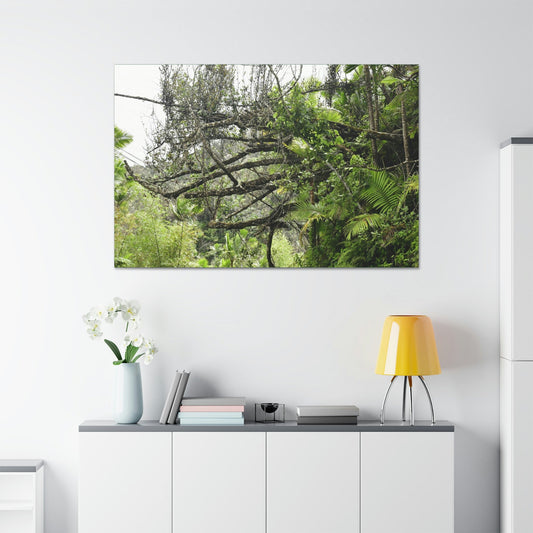 Canvas Stretched - Forest@Home - El Yunque - Recovering from Hurricane Maria - PR 191 large fallen tree near the main road - Green Forest Home