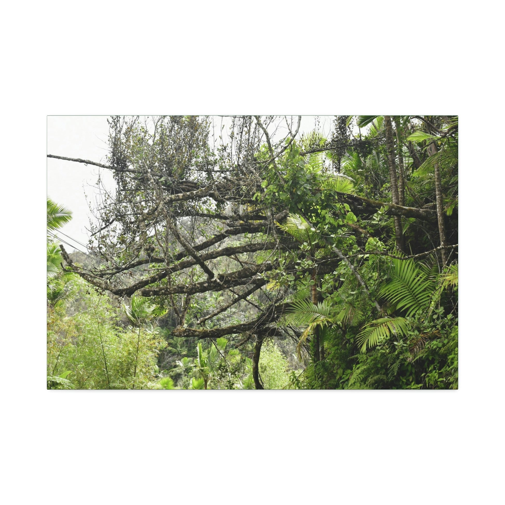Canvas Stretched - Forest@Home - El Yunque - Recovering from Hurricane Maria - PR 191 large fallen tree near the main road - Green Forest Home