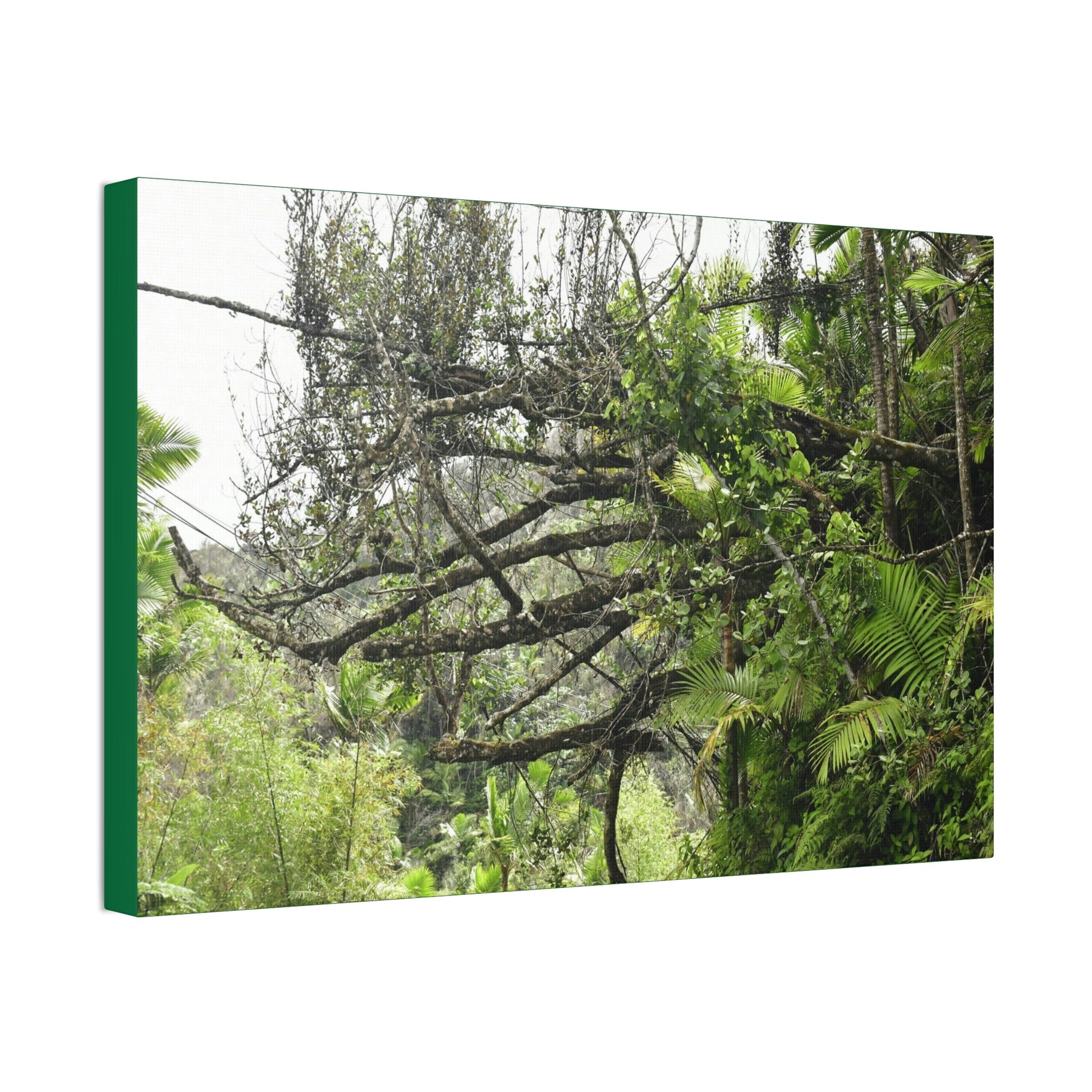 Canvas Stretched - Forest@Home - El Yunque - Recovering from Hurricane Maria - PR 191 large fallen tree near the main road - Green Forest Home