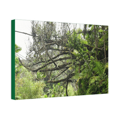 Canvas Stretched - Forest@Home - El Yunque - Recovering from Hurricane Maria - PR 191 large fallen tree near the main road - Green Forest Home