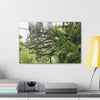Canvas Stretched - Forest@Home - El Yunque - Recovering from Hurricane Maria - PR 191 large fallen tree near the main road - Green Forest Home