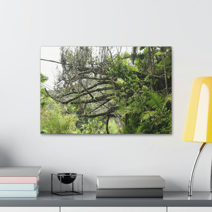 Canvas Stretched - Forest@Home - El Yunque - Recovering from Hurricane Maria - PR 191 large fallen tree near the main road - Green Forest Home