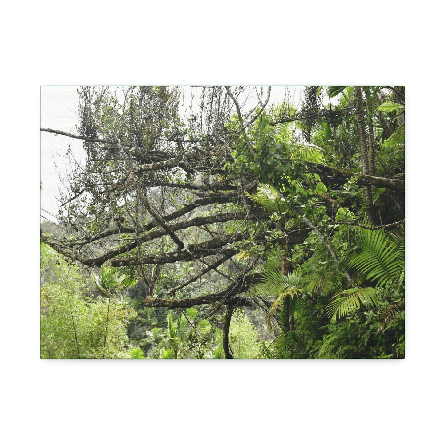Canvas Stretched - Forest@Home - El Yunque - Recovering from Hurricane Maria - PR 191 large fallen tree near the main road - Green Forest Home