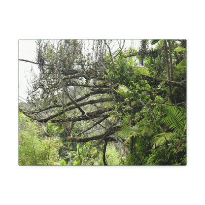 Canvas Stretched - Forest@Home - El Yunque - Recovering from Hurricane Maria - PR 191 large fallen tree near the main road - Green Forest Home