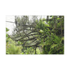 Canvas Stretched - Forest@Home - El Yunque - Recovering from Hurricane Maria - PR 191 large fallen tree near the main road - Green Forest Home