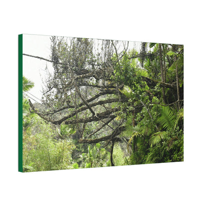 Canvas Stretched - Forest@Home - El Yunque - Recovering from Hurricane Maria - PR 191 large fallen tree near the main road - Green Forest Home