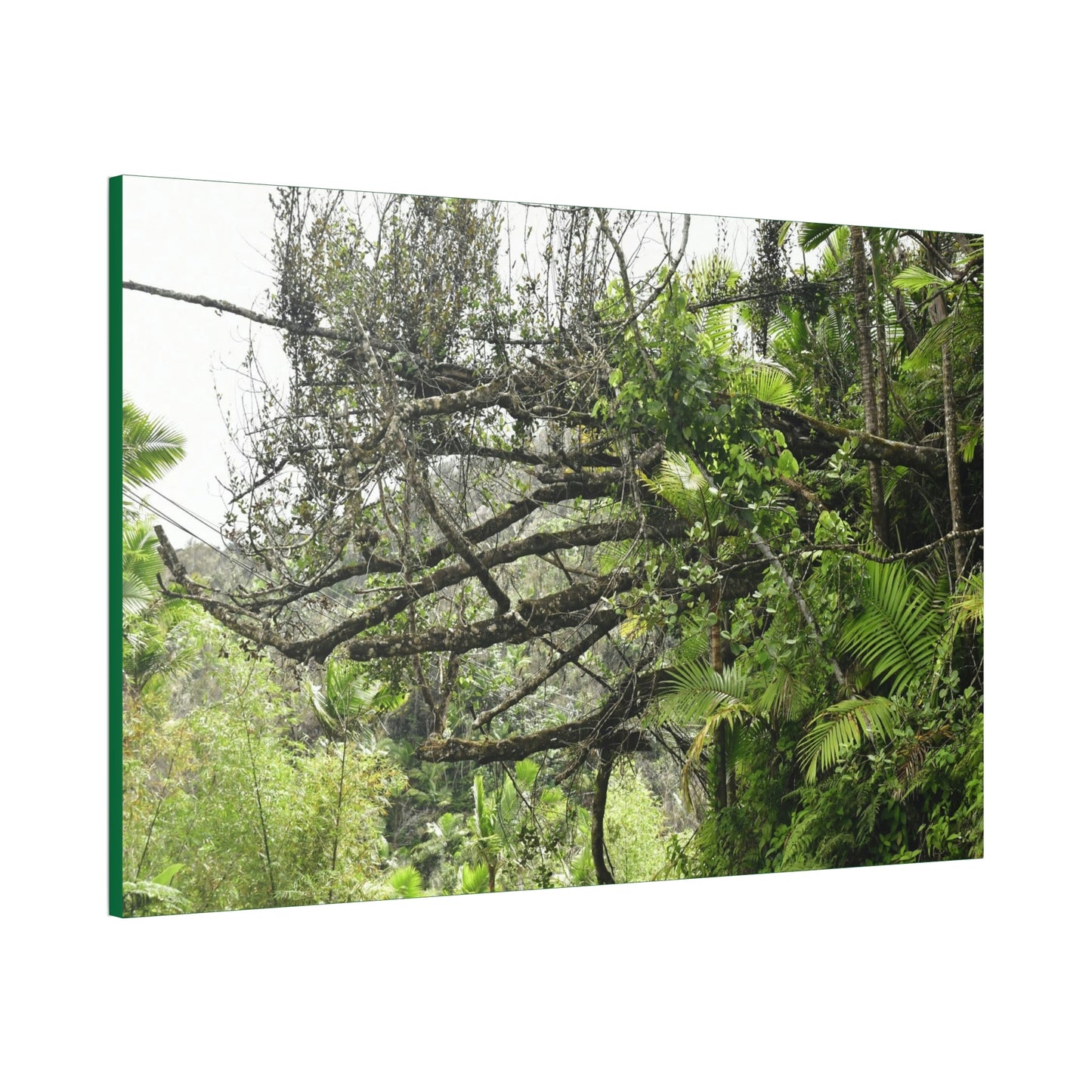 Canvas Stretched - Forest@Home - El Yunque - Recovering from Hurricane Maria - PR 191 large fallen tree near the main road - Green Forest Home