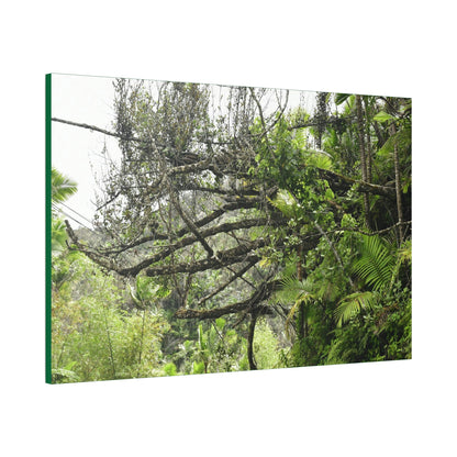 Canvas Stretched - Forest@Home - El Yunque - Recovering from Hurricane Maria - PR 191 large fallen tree near the main road - Green Forest Home