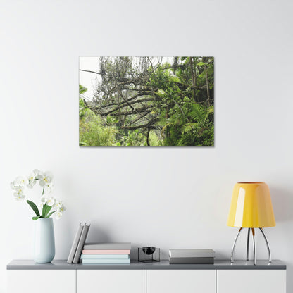 Canvas Stretched - Forest@Home - El Yunque - Recovering from Hurricane Maria - PR 191 large fallen tree near the main road - Green Forest Home