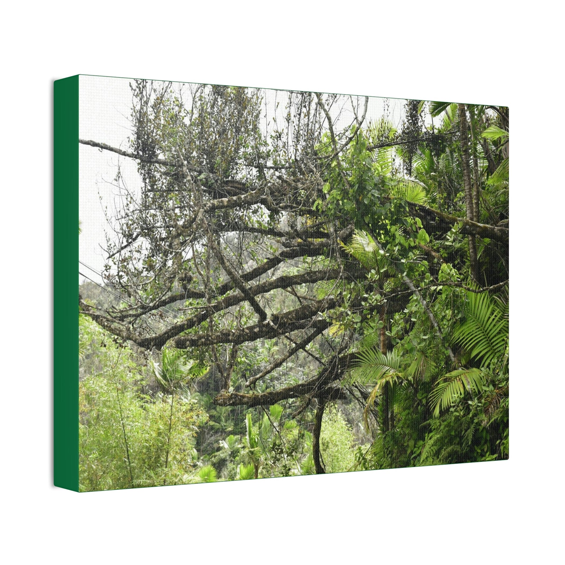 Canvas Stretched - Forest@Home - El Yunque - Recovering from Hurricane Maria - PR 191 large fallen tree near the main road - Green Forest Home