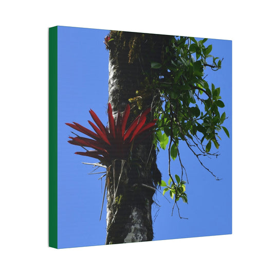 Canvas Stretched - Forest@Home - El Yunque - Recovering from Hurricane Maria - Rare Red Bromeliad (air plant) in a Sierra Palm - Green Forest Home