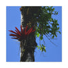 Canvas Stretched - Forest@Home - El Yunque - Recovering from Hurricane Maria - Rare Red Bromeliad (air plant) in a Sierra Palm - Green Forest Home