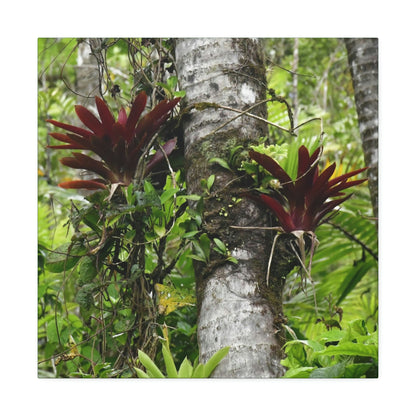 Canvas Stretched - Forest@Home - El Yunque - Recovering from Hurricane Maria - Red Bromeliads (air plants) in a Sierra Palm forest - Green Forest Home