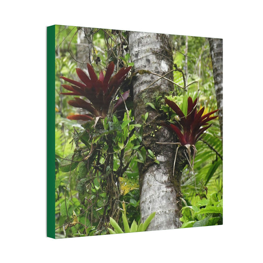Canvas Stretched - Forest@Home - El Yunque - Recovering from Hurricane Maria - Red Bromeliads (air plants) in a Sierra Palm forest - Green Forest Home