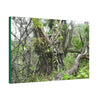 Canvas Stretched - Forest@Home - El Yunque - Recovering from Hurricane Maria - This is how a good part of the tral Tradewinds looks like - Green Forest Home