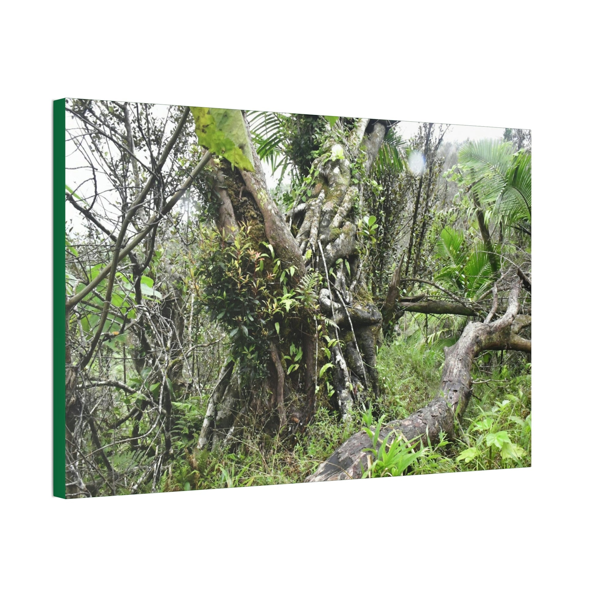 Canvas Stretched - Forest@Home - El Yunque - Recovering from Hurricane Maria - This is how a good part of the tral Tradewinds looks like - Green Forest Home