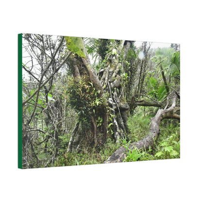 Canvas Stretched - Forest@Home - El Yunque - Recovering from Hurricane Maria - This is how a good part of the tral Tradewinds looks like - Green Forest Home